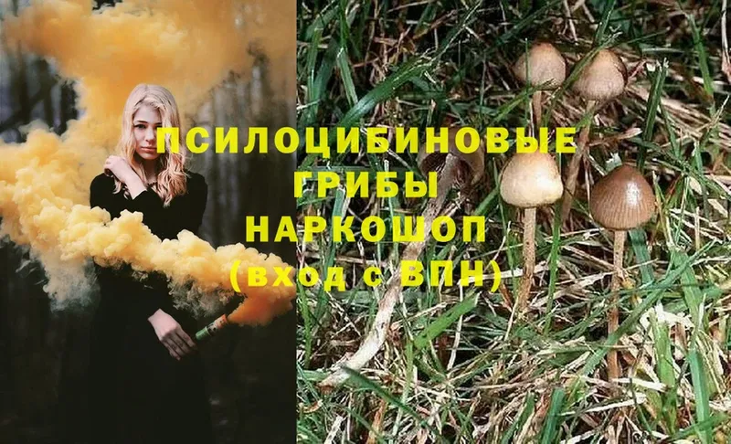 Псилоцибиновые грибы GOLDEN TEACHER  Звенигово 